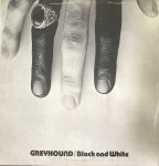 BLACK AND WHITE - Greyhound