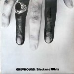 BLACK AND WHITE - Greyhound